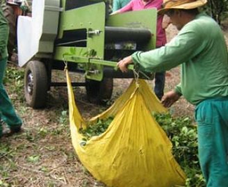 picador_gralha_erva_podas (1)